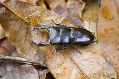 Dorcus reichei