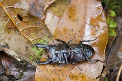 Dorcus reichei