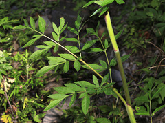 Angelica anomala