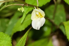 Impatiens discolor