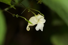 Impatiens discolor