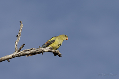 Polytelis anthopeplus