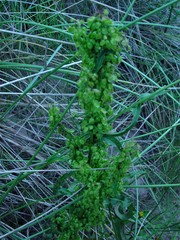 Rumex crispus crispus