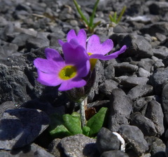 Primula laurentiana