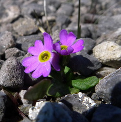 Primula laurentiana