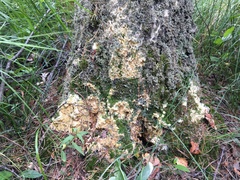 Trichoderma citrinum