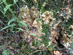 Trichoderma citrinum