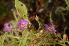 Drosera indica