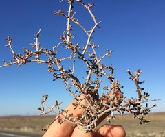 Tetraena retrofracta