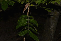 Dysoxylum mollissimum