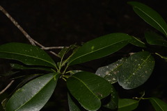 Acronychia imperforata