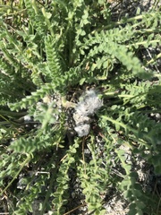 Oxytropis microphylla