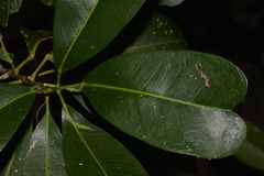 Acronychia imperforata