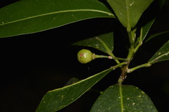 Acronychia imperforata