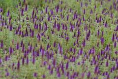 Pogostemon deccanensis