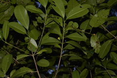 Acronychia imperforata