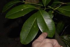 Acronychia imperforata