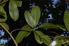 Acronychia imperforata