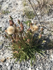 Erigeron lonchophyllus