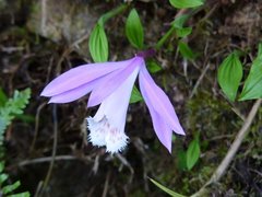 Pleione formosana