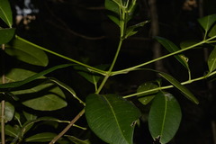 Acronychia imperforata