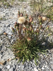 Erigeron lonchophyllus
