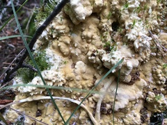 Trichoderma citrinum