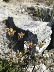 Chamaerhodos grandiflora