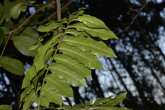 Dysoxylum mollissimum