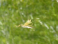 Pelophylax fukienensis