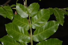 Dysoxylum mollissimum