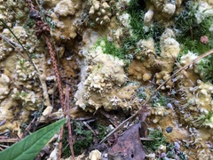 Trichoderma citrinum