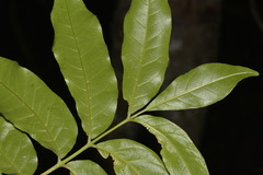 Dysoxylum mollissimum