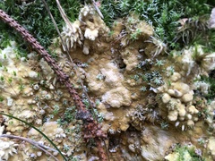 Trichoderma citrinum