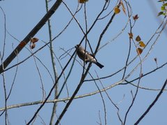 Pyrrhula nipalensis uchidai