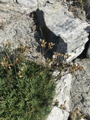 Chamaerhodos grandiflora