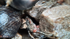 Carcinus maenas