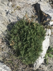 Chamaerhodos grandiflora