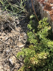 Pulsatilla tenuiloba