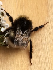 Bombus cryptarum