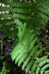 Osmunda claytoniana
