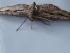 Costaconvexa