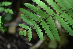 Osmunda claytoniana