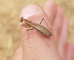 Ligariella