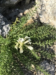 Oxytropis muricata