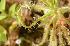 Drosera indica