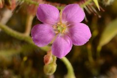 Drosera indica