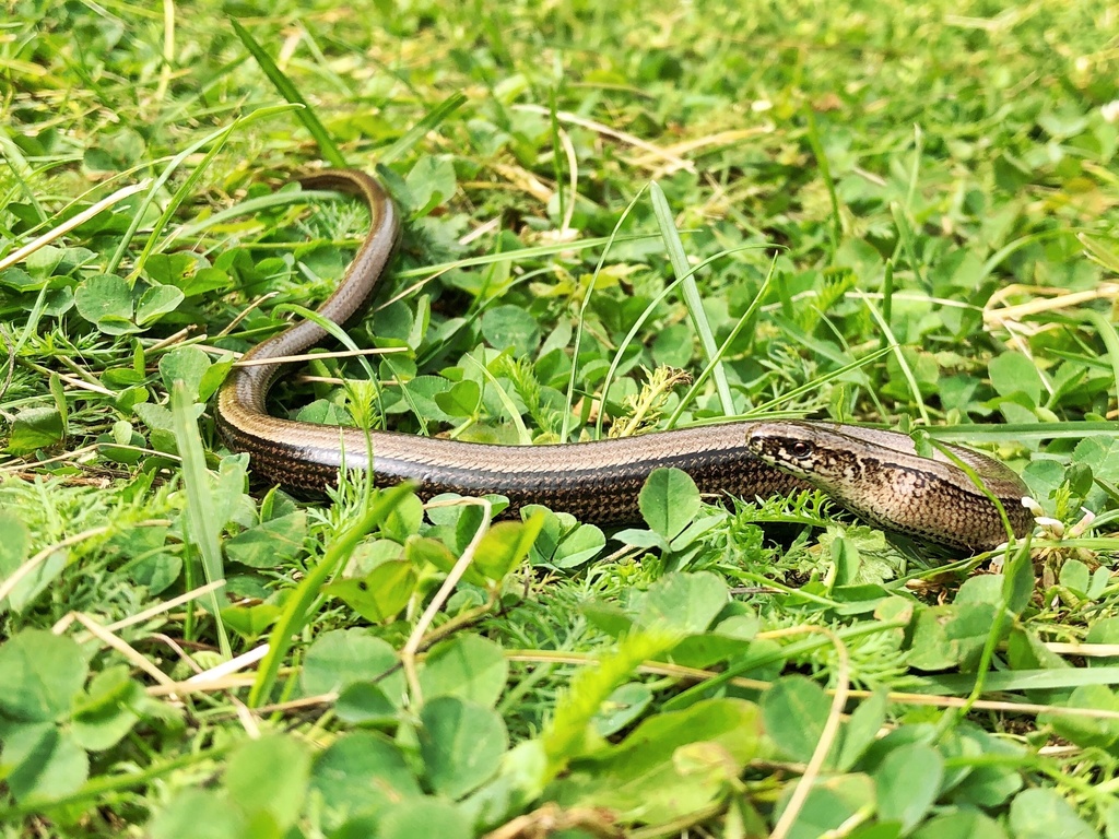 Common Slowworm from Skåramåla, Ryd, Kronobergs län, SE on August 05 ...