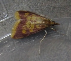 Pyrausta acrionalis