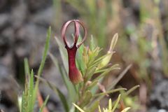 Ceropegia jainii